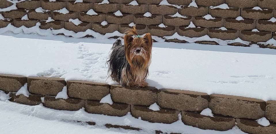 Yogo Yorkies of Montana Puppies For Sale